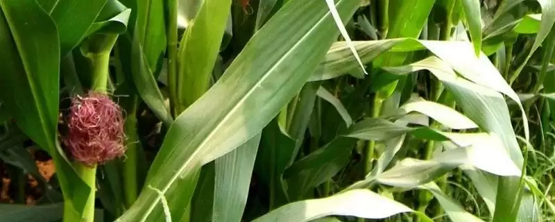 中禾8号玉米种子啥情况(中禾8号玉米种子夏播生育期95-101天)?-会东网