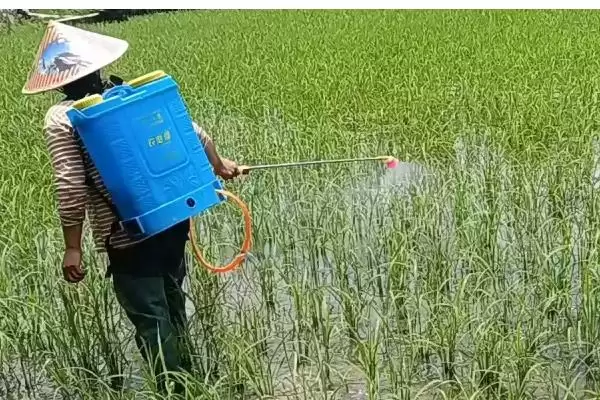 图片[3]-异丙草胺苗后能用吗(异丙草胺苗后能否使用)？-会东网