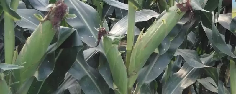 中邦1号玉米品种啥情况(中邦1号玉米品种中等肥力以上地块栽培)?-会东网