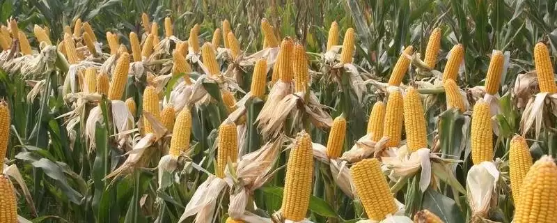 新玉85号玉米种子特征特性及平均生育期要点？-会东网