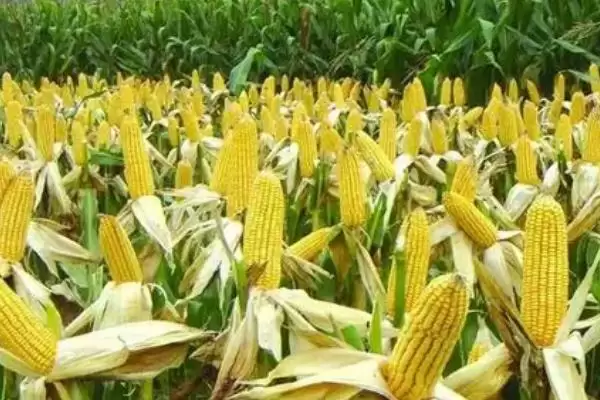 图片[2]-夏玉米栽培施肥技术及氮、磷、钾施用要点？-会东网