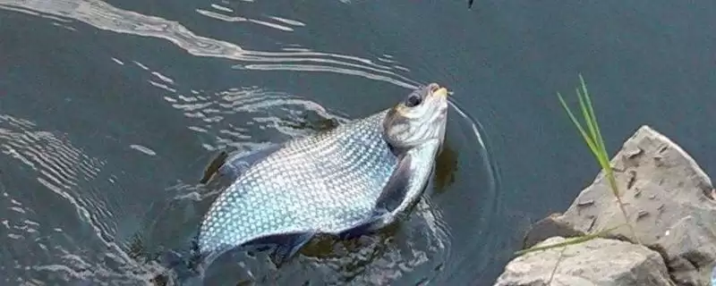 野钓鳊鱼的最佳水深(野钓鳊鱼最佳水深是多少)?-会东网