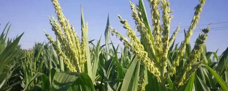 昭阳6号玉米种子啥情况(昭阳6号玉米种子（文山）平均生育期116天)？-会东网