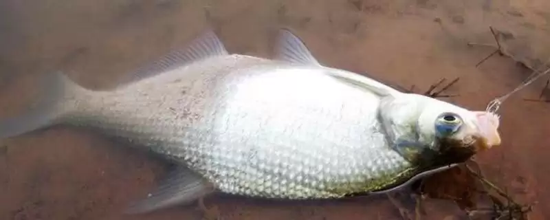 野钓鳊鱼的技巧(野钓鳊鱼有哪些实用技巧)？-会东网