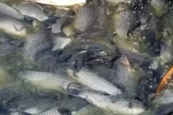 图片[5]-养殖鲫鱼的注意事项(养殖鲫鱼要注意什么)？-会东网