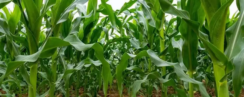 先玉2007玉米种子简介及种植密度要点?-会东网