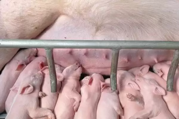 图片[4]-小猪喜欢吃的蔬菜水果介绍及种类要点？-会东网