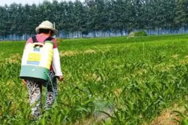 图片[2]-玉米除草剂一般什么时候打(玉米除草剂最佳使用时间是什么时候)？-会东网