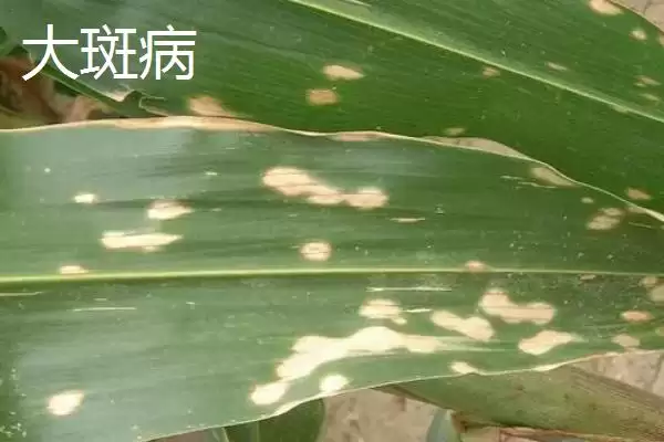 图片[4]-玉米大小斑病的防治方法(玉米大小斑病防治方法有哪些要点)？-会东网