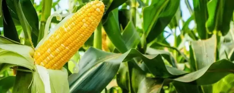熙单79玉米种子特征特性及适宜密度要点?-会东网