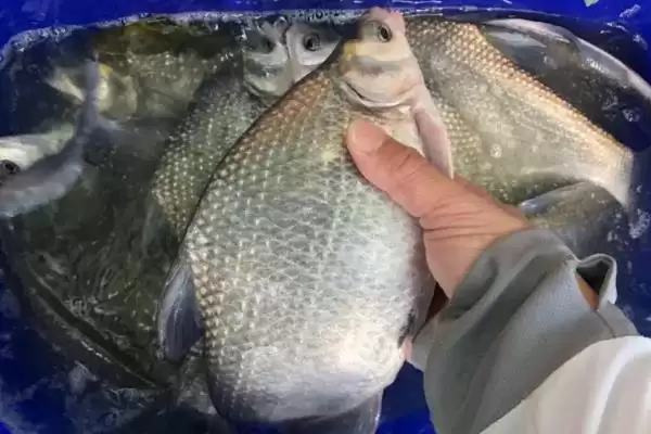 图片[5]-野钓鳊鱼的最佳水深(野钓鳊鱼最佳水深是多少)？-会东网