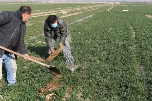 图片[15]-小麦后期喷微肥增产增重：锌肥等微肥要点？-会东网