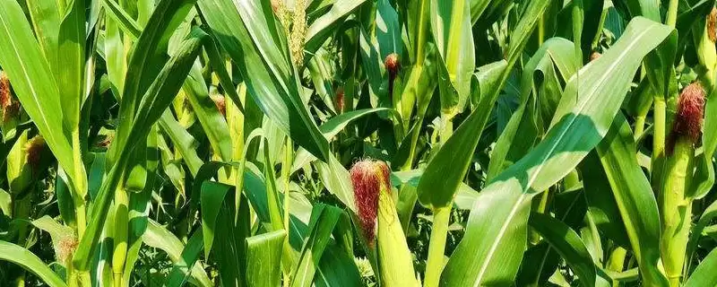 翔玉658玉米品种简介及中抗大斑病情况?-会东网