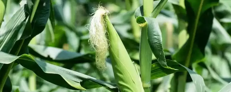 长玉19玉米种子有啥特征特性(长玉19玉米种子注意防治丝黑穗病)?-会东网
