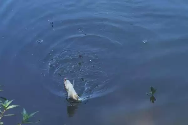 图片[13]-野钓鳊鱼的最佳水深(野钓鳊鱼最佳水深是多少)？-会东网