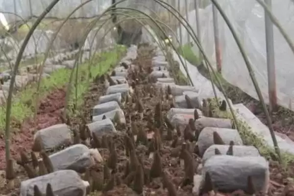 图片[4]-在大田里种植羊肚菌的方法(大田种植羊肚菌的方法有哪些)？-会东网