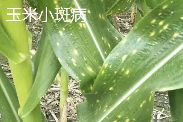 图片[2]-玉米大小斑病的防治方法(玉米大小斑病防治方法有哪些要点)？-会东网