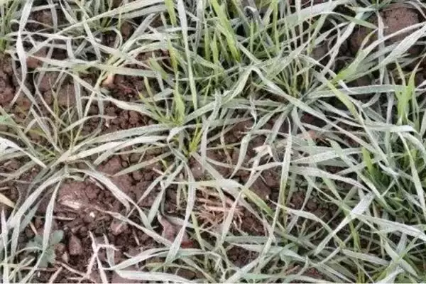 图片[2]-小麦后期喷微肥增产增重：锌肥等微肥要点？-会东网