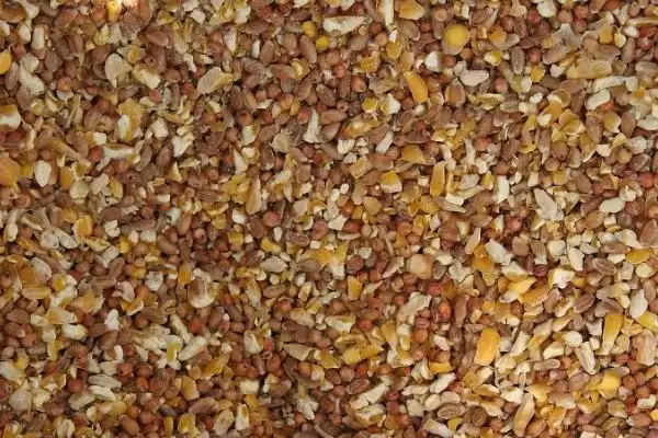 图片[4]-鱼内脏怎么处理成鸡饲料(鱼内脏如何处理成鸡饲料)？-会东网