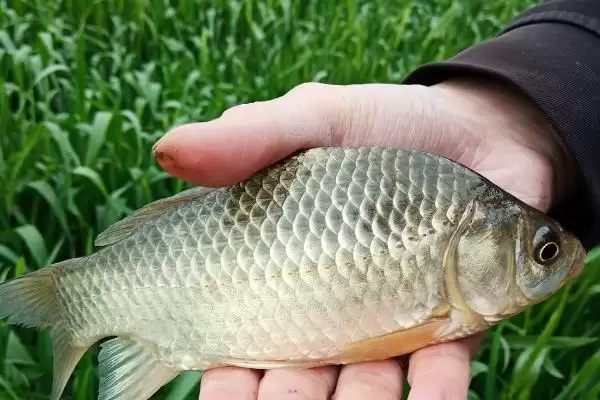 图片[10]-野钓鳊鱼的最佳水深(野钓鳊鱼最佳水深是多少)？-会东网