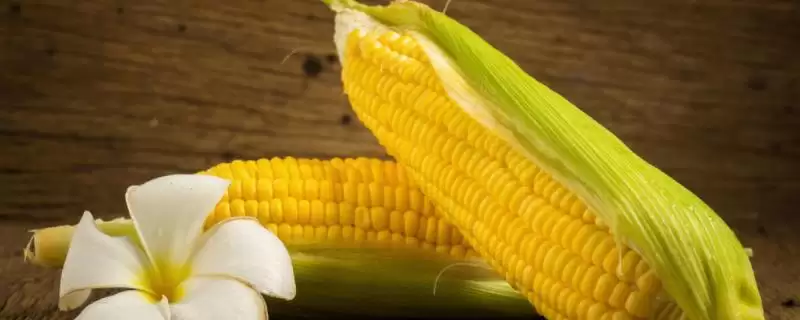 中科东玉225玉米种子啥情况(中科东玉225玉米种子中抗茎腐病)？-会东网