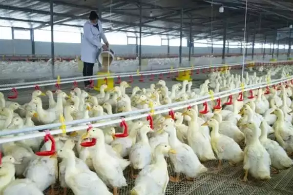图片[3]-鸭子圈养技术及优良品种选择要点？-会东网