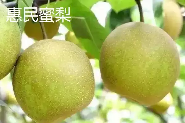 图片[5]-浙江省嘉善县的特产，包括嘉善老酒、姚庄黄桃、六塔鳖等种类？-会东网