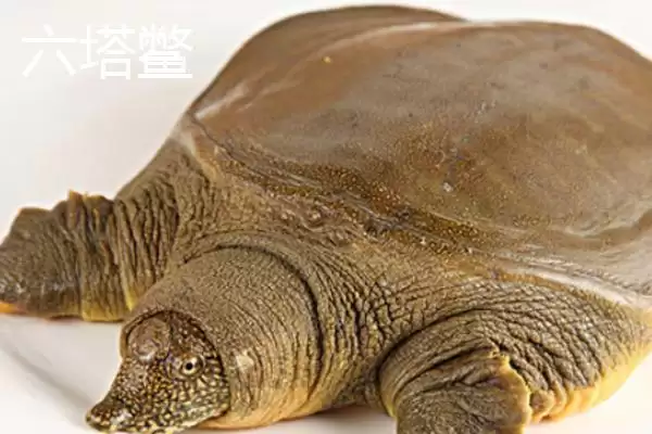 图片[4]-浙江省嘉善县的特产，包括嘉善老酒、姚庄黄桃、六塔鳖等种类？-会东网