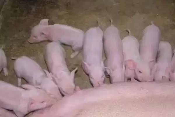 图片[3]-小猪喜欢吃的蔬菜水果介绍及种类要点？-会东网