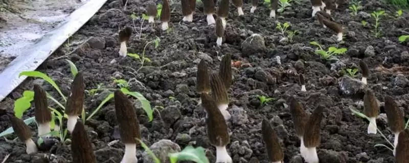 在大田里种植羊肚菌的方法(大田种植羊肚菌的方法有哪些)?-会东网