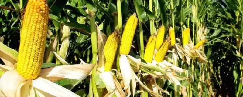 兴丰6玉米种子介绍及出苗至成熟天数要点?-会东网