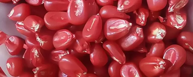 玉米拌种的作用(玉米拌种能起到什么作用)?-会东网