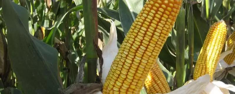 足玉817玉米种子啥情况(足玉817玉米种子中抗锈病)?-会东网