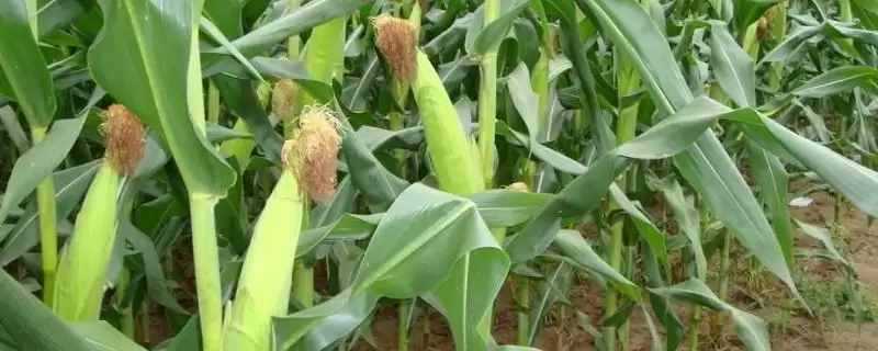 重玉918玉米种子啥情况(重玉918玉米种子以防治地下害虫的危害)?-会东网
