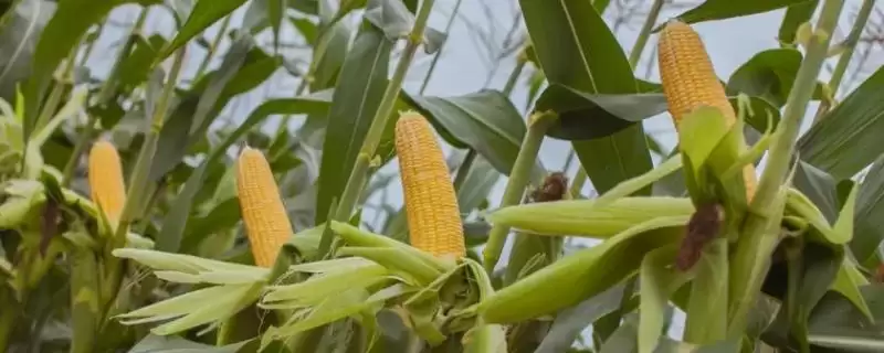 心科11玉米种子简介及其他区域播种时间要点?-会东网