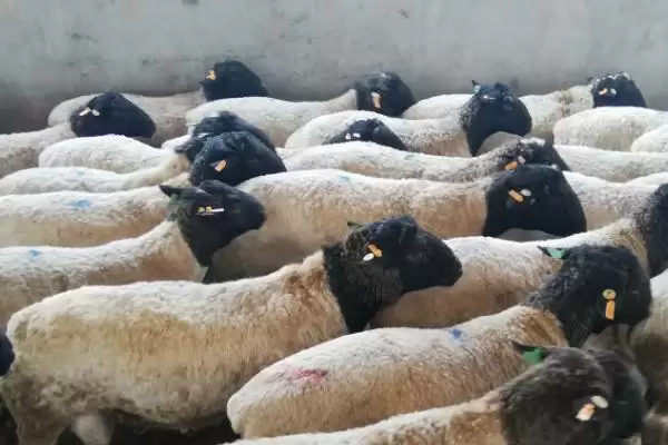 图片[4]-羊吃太多料不反刍如何解决(羊吃多料不反刍该怎么解决)？-会东网