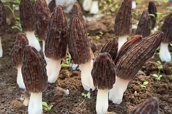 图片[2]-在大田里种植羊肚菌的方法(大田种植羊肚菌的方法有哪些)？-会东网