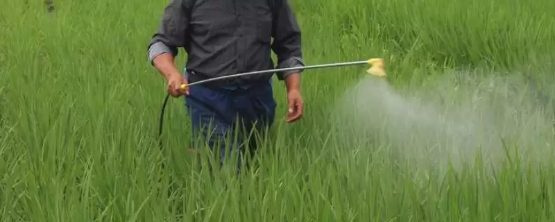 苄嘧磺隆可防除1年生及多年生阔叶杂草和莎草(苄嘧磺隆防治对象有何作用及特点)？-会东网