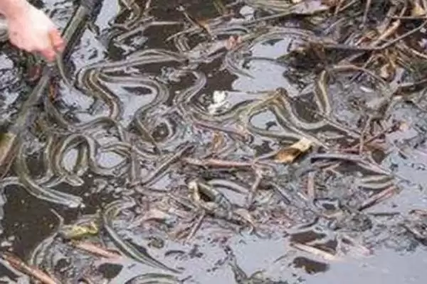 图片[4]-稻田养黄鳝亩利润及收益情况分析(在稻田中养黄鳝的亩利润如何及分析)？-会东网