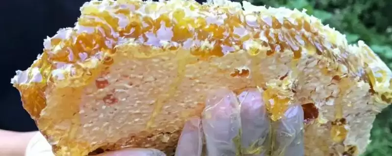 蜂巢蜜太甜与真假的关系(蜂巢蜜太甜是真的吗,甜度与真假无关)?-会东网