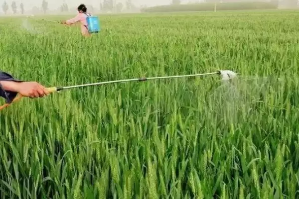 图片[4]-小麦灌浆期用药种类及针对害虫用药(小麦灌浆期能打啥药及针对害虫)？-会东网