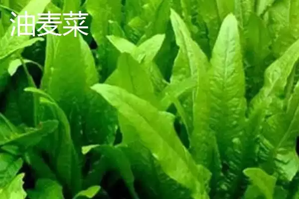 图片[2]-油麦菜和莴笋叶区别及外观差异分析(油麦菜和莴笋叶有啥区别及外观差异)？-会东网