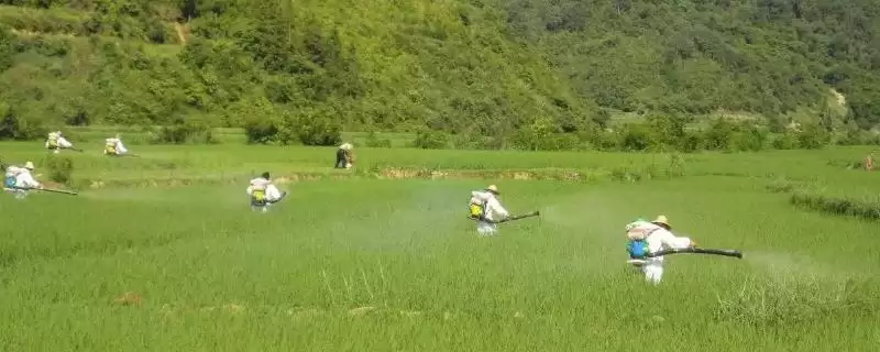 甲维高氯氟使用时间间隔最少7天注意事项(甲维高氯氟使用间隔7天注意事项)?-会东网