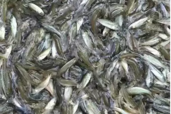 图片[4]-淡水鲈鱼的养殖具体方法(淡水鲈鱼如何养殖，需根据水色和透明度及时加注新水)？-会东网