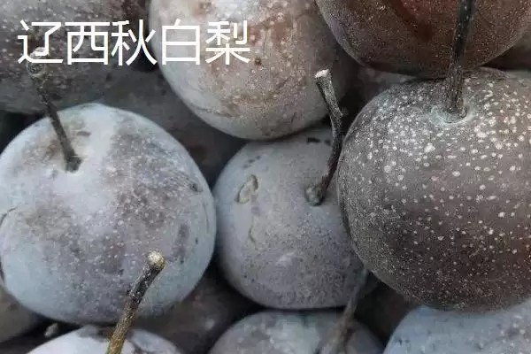 图片[7]-辽宁省丹东市的特色水果相关情况(辽宁省丹东市的特色水果，夏家村草莓达到无公害绿色食品标准)？-会东网
