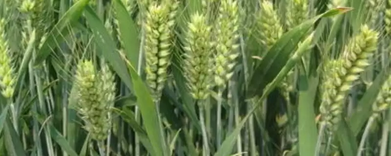 鑫麦807小麦种子特征特性与适宜播期(鑫麦807小麦种子特征及播期)？-会东网
