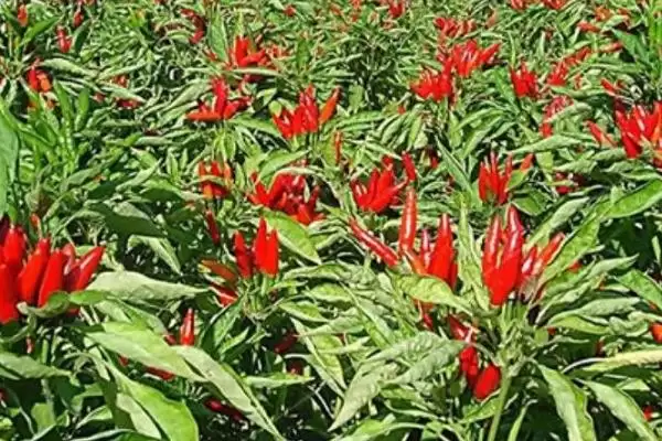 图片[2]-朝天椒种植密度及合理选择要点(朝天椒种植密度如何及合理选择要点)？-会东网
