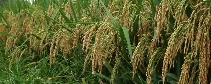 谷优3301水稻品种应适时提早播种(谷优3301水稻品种适时提早播种有何道理)?-会东网