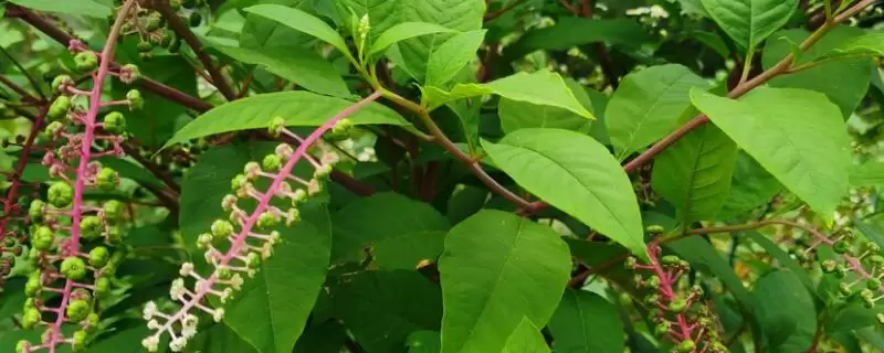 商陆繁殖技术介绍(商陆可播种或定植肉根繁殖)?-会东网
