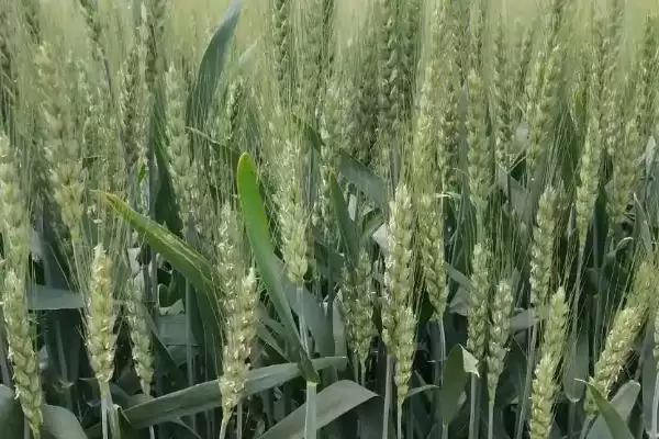 图片[4]-甘春29号小麦品种特性、适宜播期(甘春29号小麦品种的特性，适宜播种期3月中旬)？-会东网